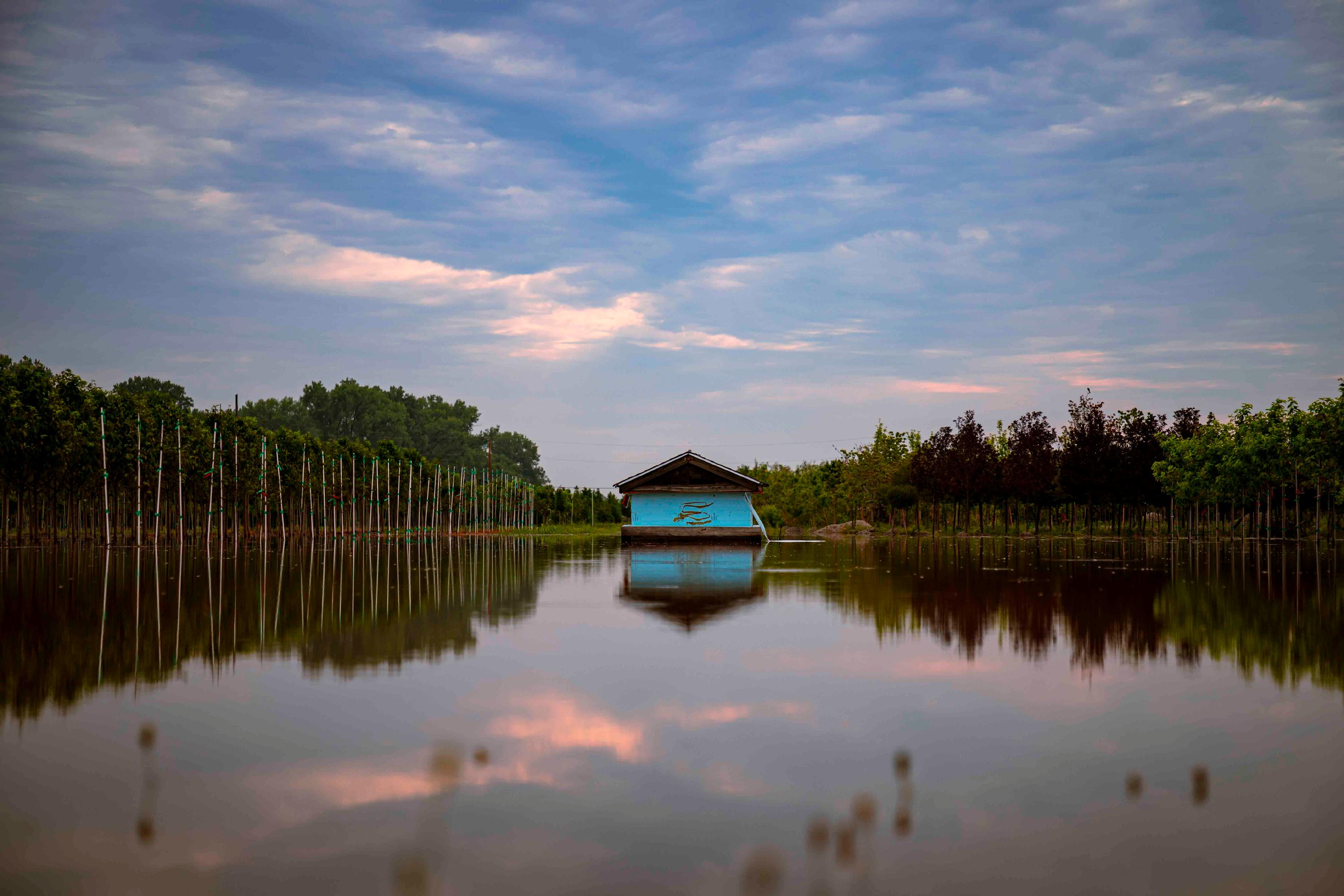 A shed in a flooded tree farm is photographed, with a cloudy sky in sunset reflected against the flood water